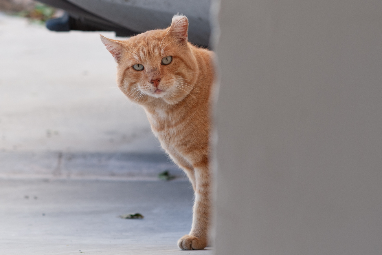    猫は自分の名前を理解していますか？