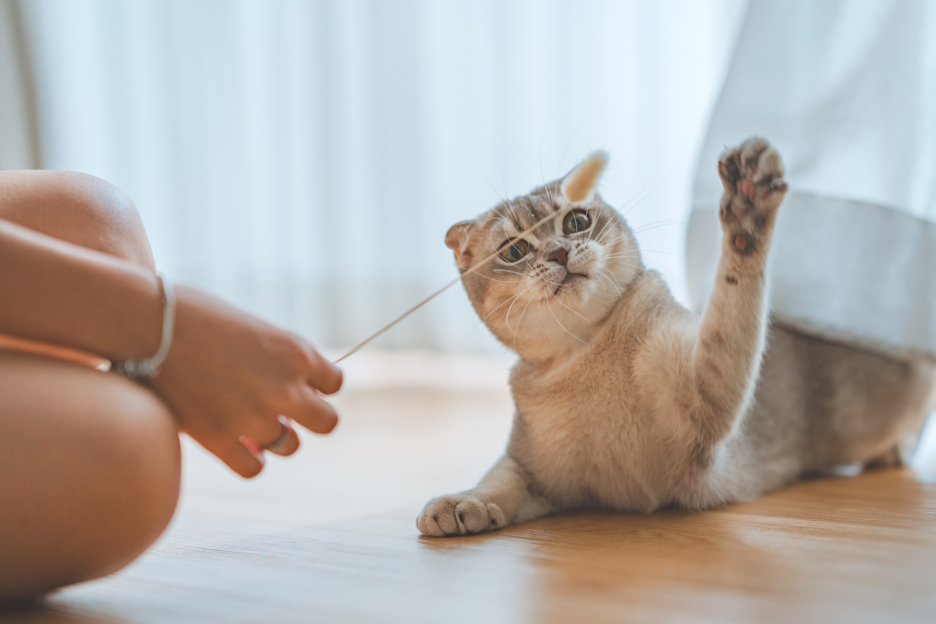    猫は飼い主の人間関係にどう反応するのでしょうか？