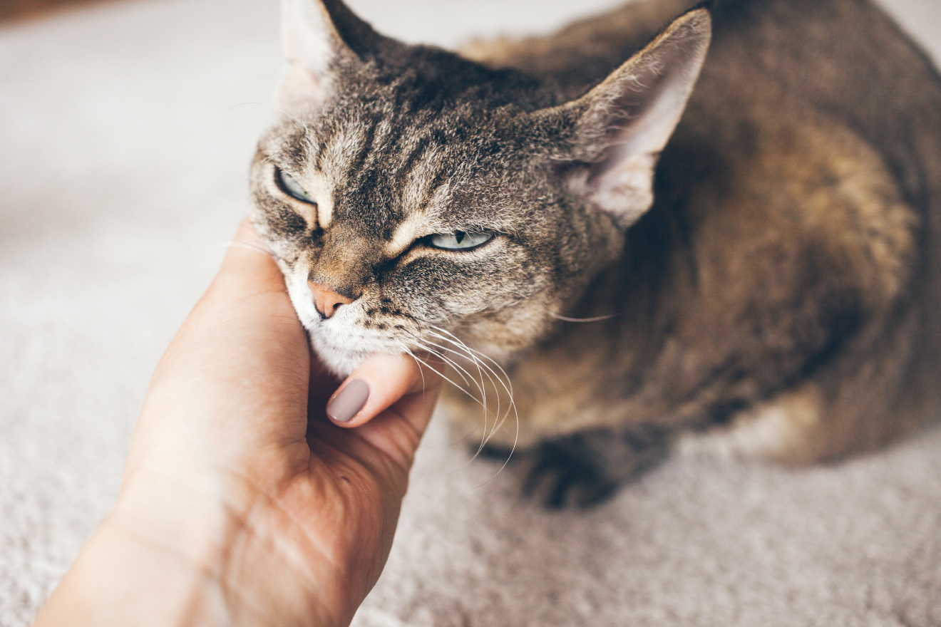     猫と触れ合うことがなぜ心を癒すのか？