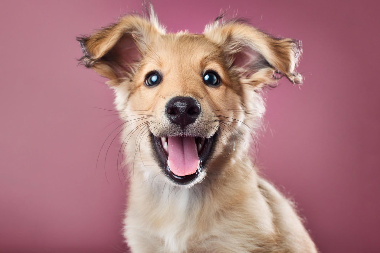 犬の性別、どっちが飼いやすい？