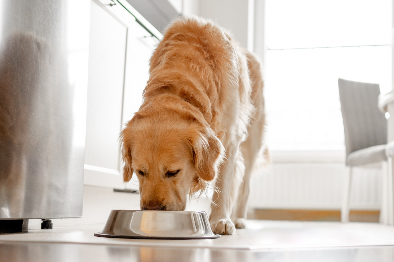 犬を飼うための費用はどれくらい？