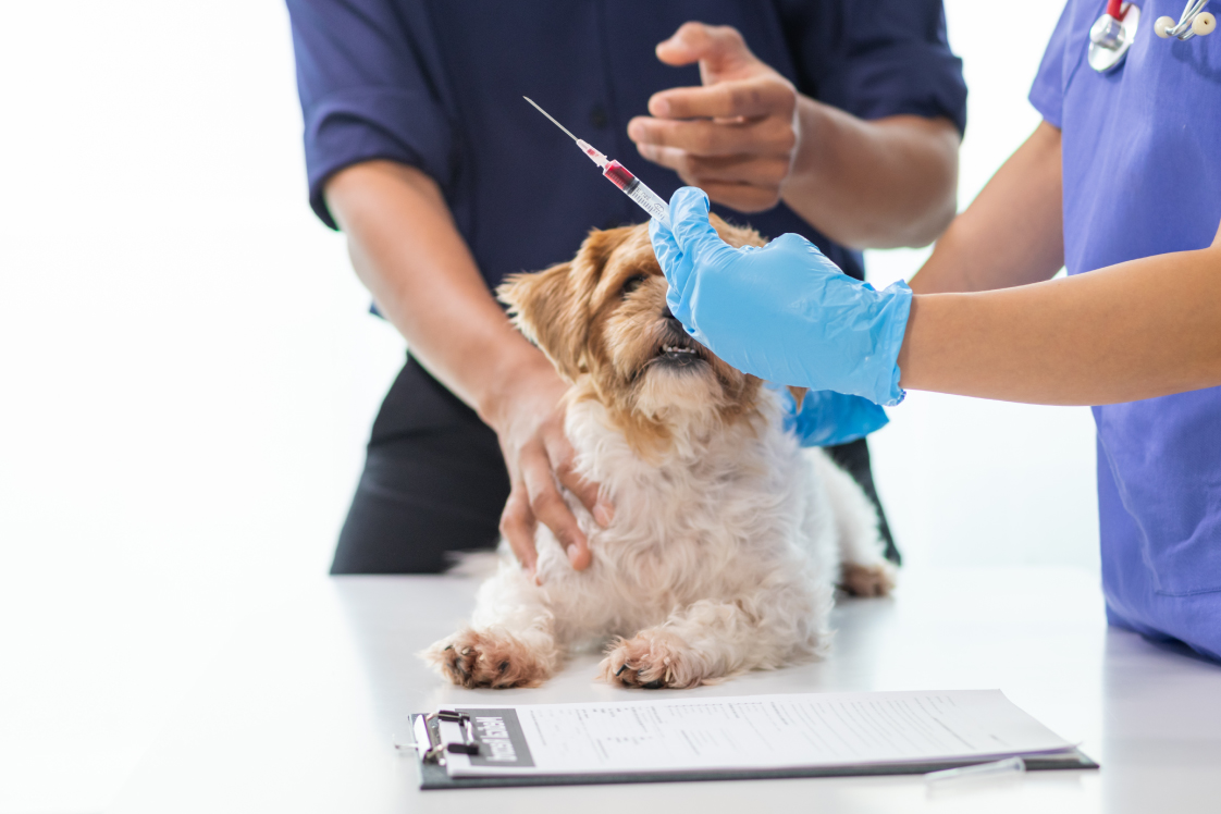 犬の遺伝性疾患について知っていますか？