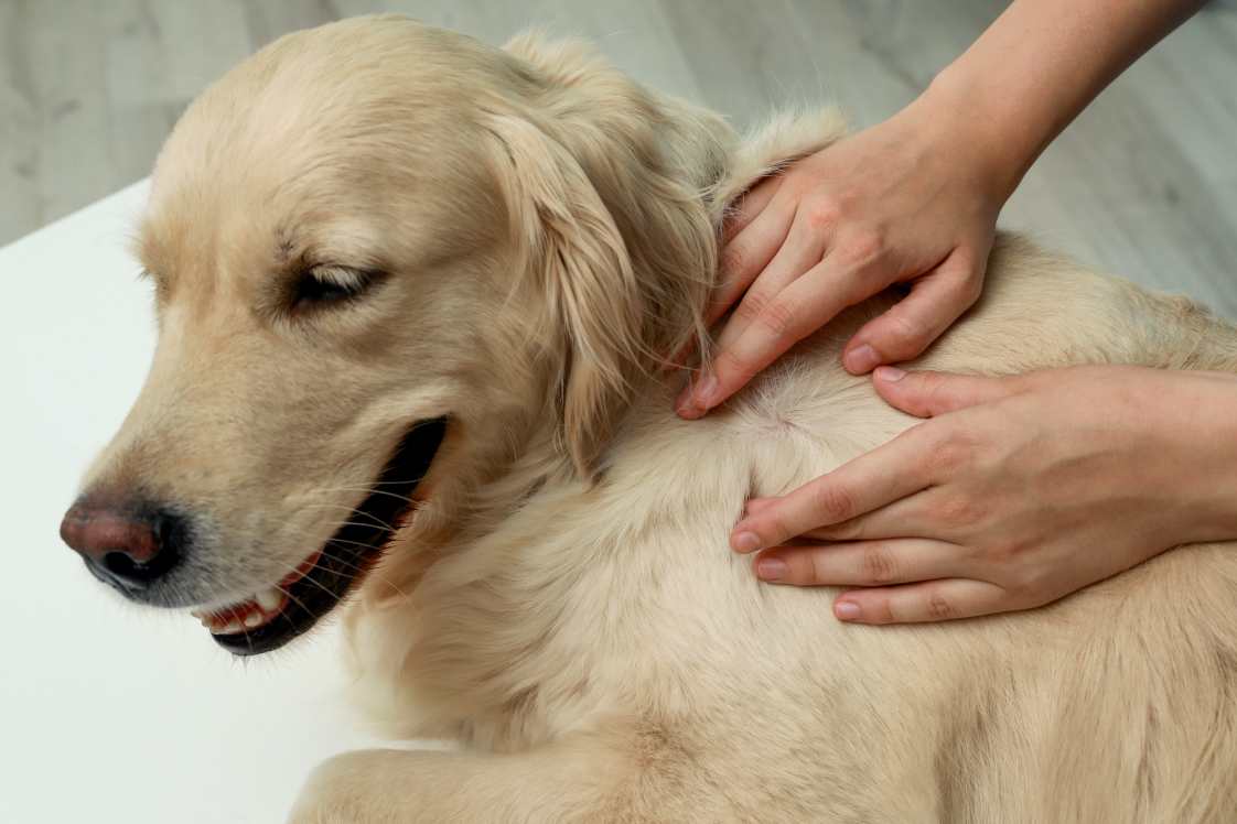 犬の遺伝性疾患について知っていますか？